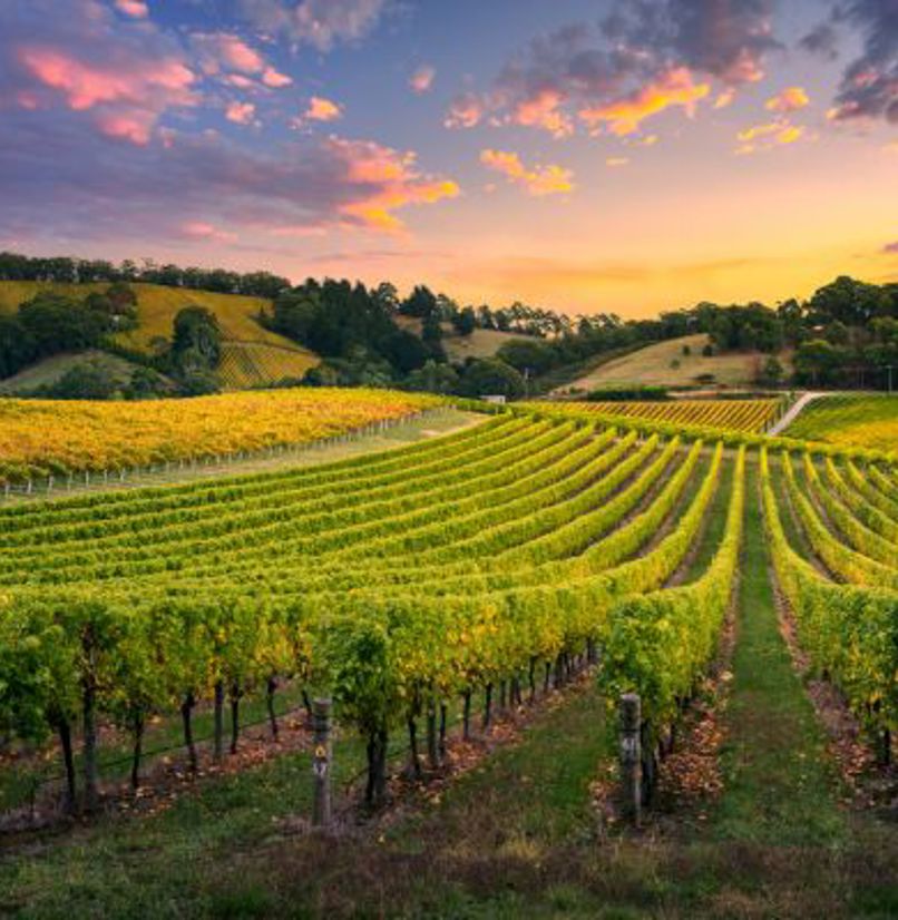 A rolling vineyard with sunset skies