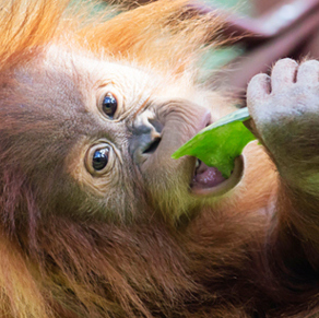 An orange and brown monkey hanging from a tree looking at the camera