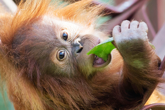 An orange and brown monkey hanging from a tree looking at the camera