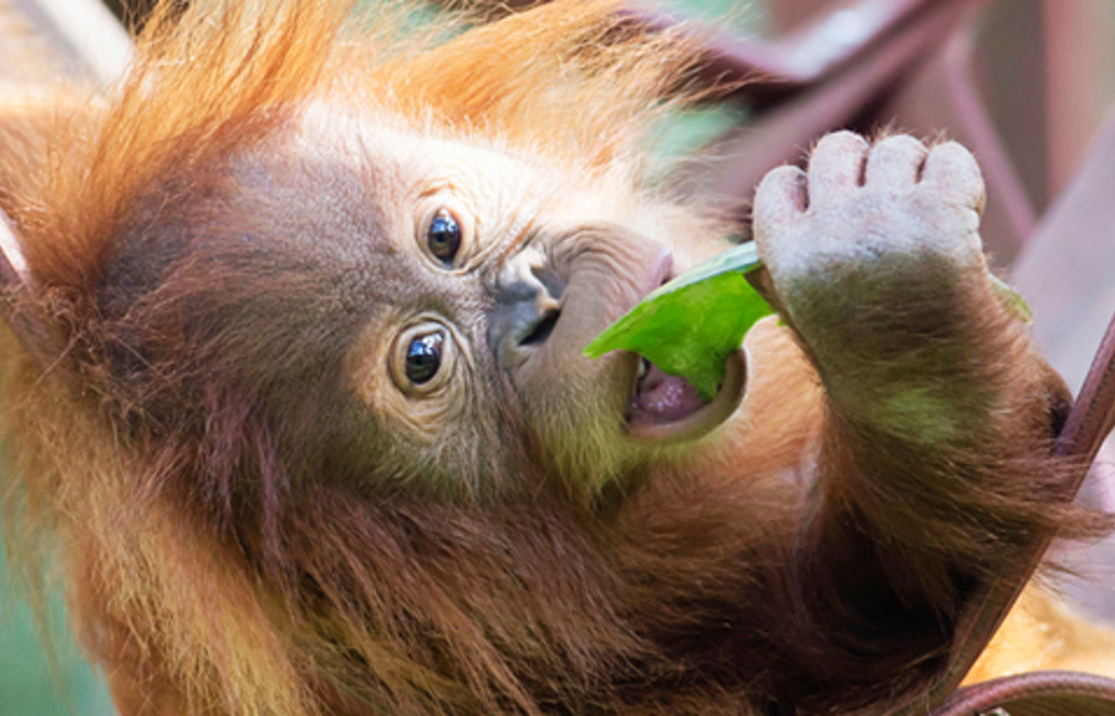 An orange and brown monkey hanging from a tree looking at the camera