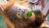 An orange and brown monkey hanging from a tree looking at the camera