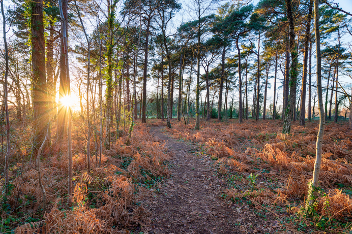 A forest at sunset with tall trees and brown leaves on the floor