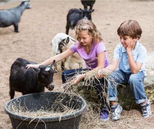 Two children sat feeding and stroking a goat