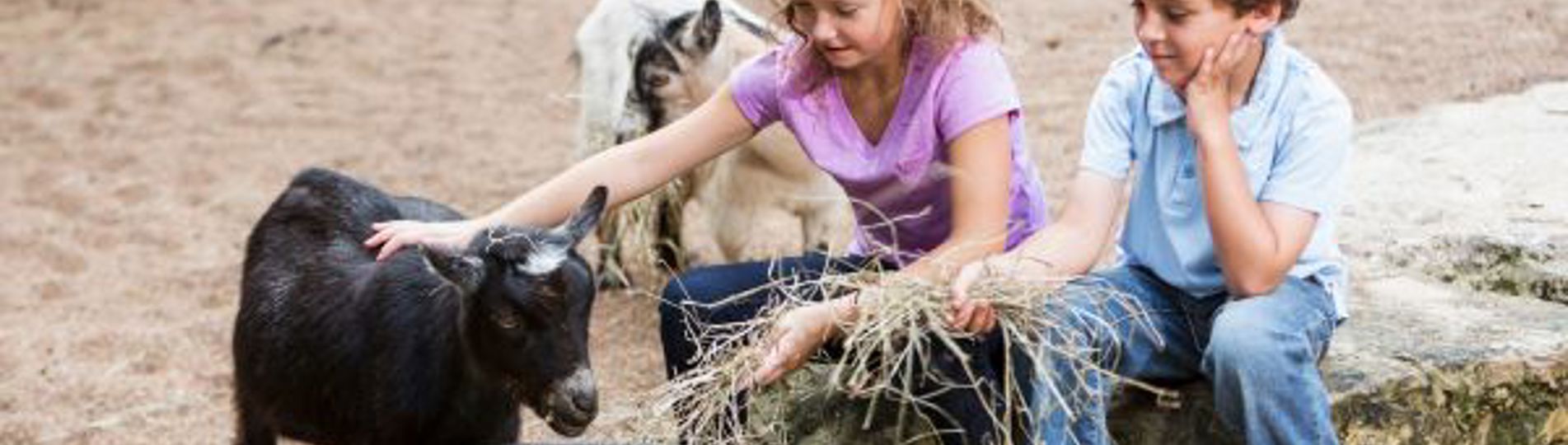 Two children sat feeding and stroking a goat