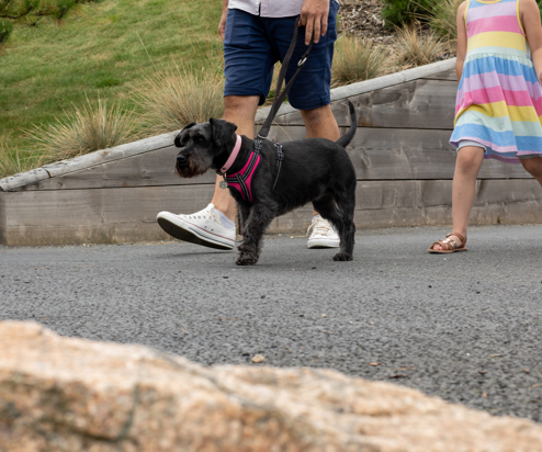 A small black dog walking through Tregoad Holiday Park with a man and a young girl