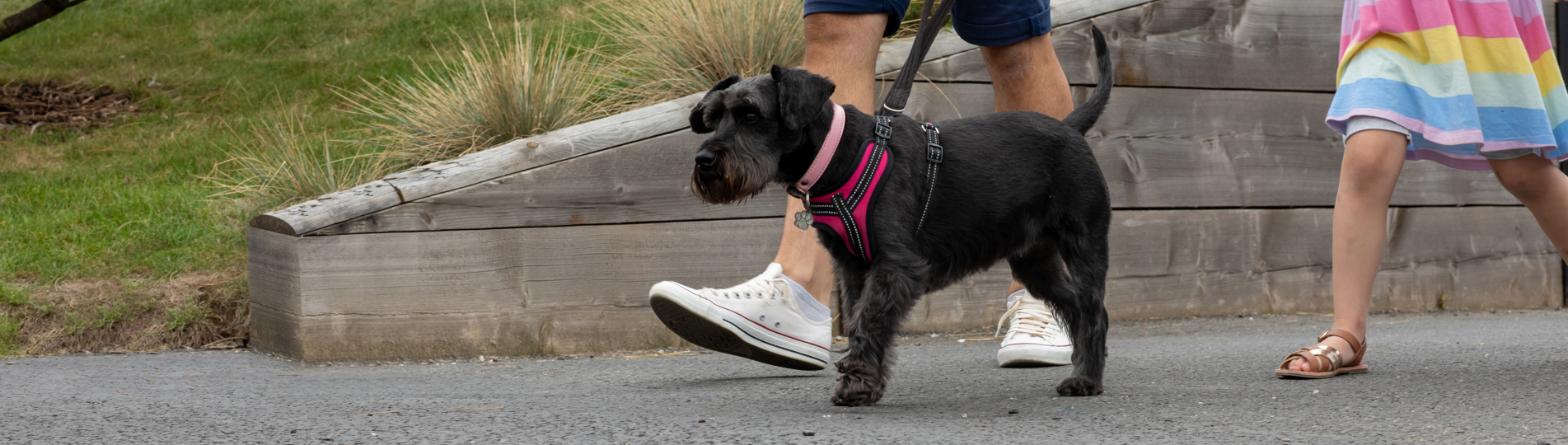 A small black dog walking through Tregoad Holiday Park with a man and a young girl