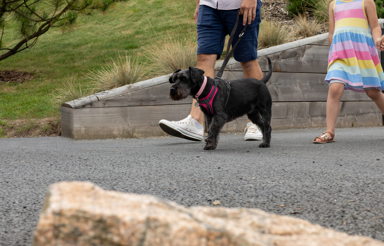 A small black dog walking through Tregoad Holiday Park with a man and a young girl