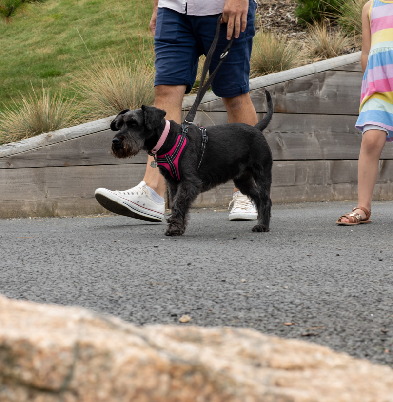 A small black dog walking through Tregoad Holiday Park with a man and a young girl