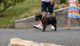 A small black dog walking through Tregoad Holiday Park with a man and a young girl