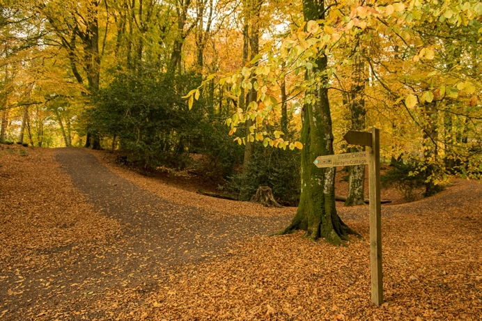 A woodland with lots of trees and signposting