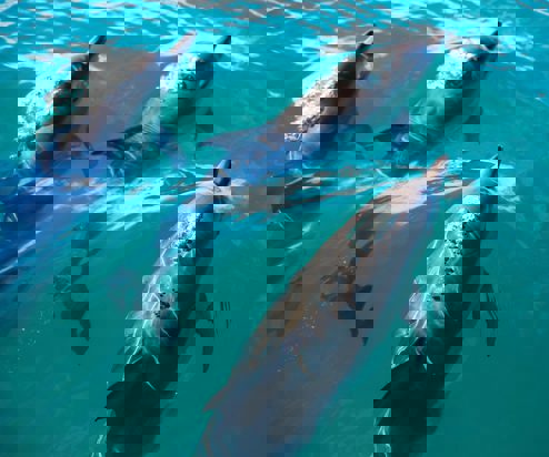 Three dolphins in the sea