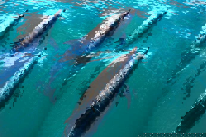 Three dolphins in the sea