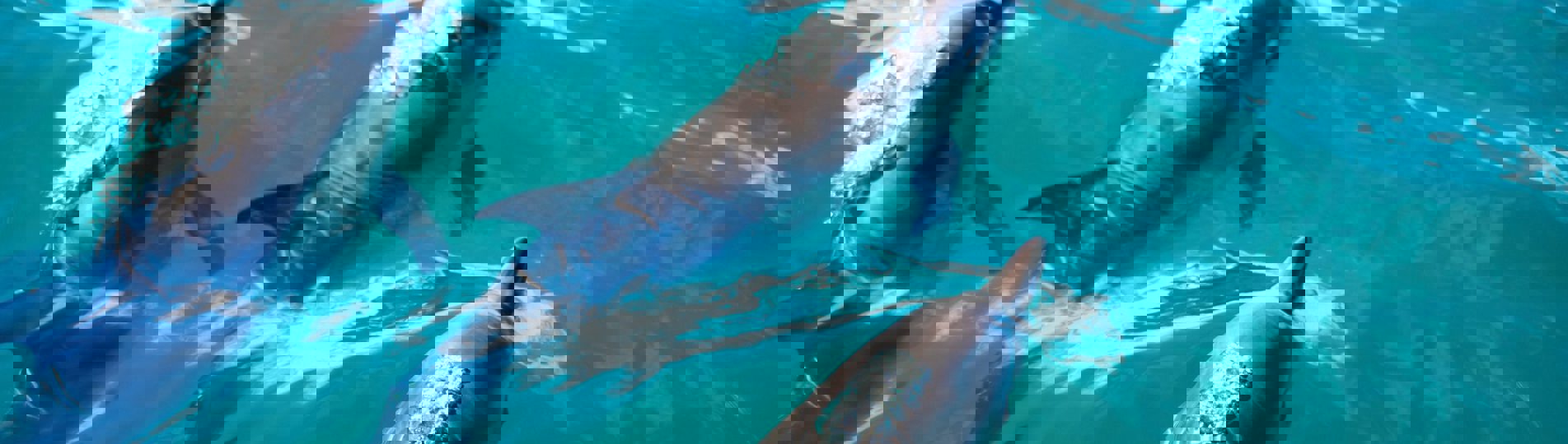 Three dolphins in the sea