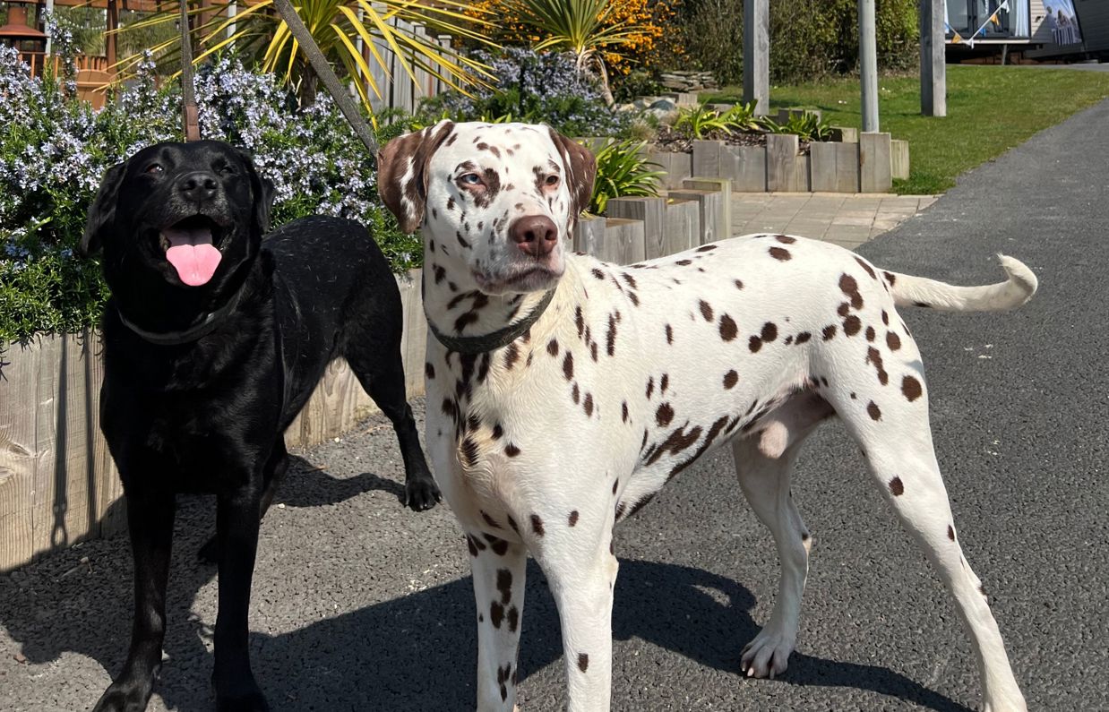 A black labrador and a dalmatian at Treside at Tregoad Holiday Park