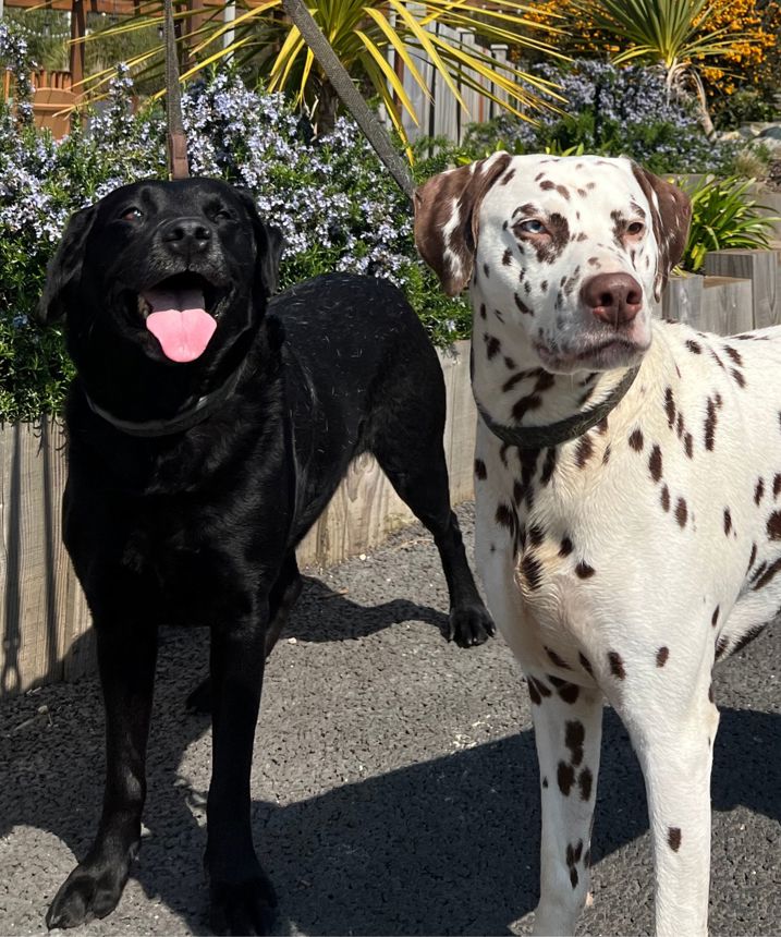 A black labrador and a dalmatian at Treside at Tregoad Holiday Park