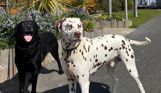 A black labrador and a dalmatian at Treside at Tregoad Holiday Park