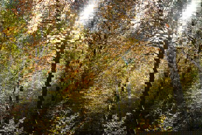A forest with lots of trees with brown and green leaves with the sun shining through