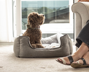 A small brown cockapoo sat in a dog bed in a lodge at Tregoad Holiday Park looking up at a woman with blonde hair sat in an armchair