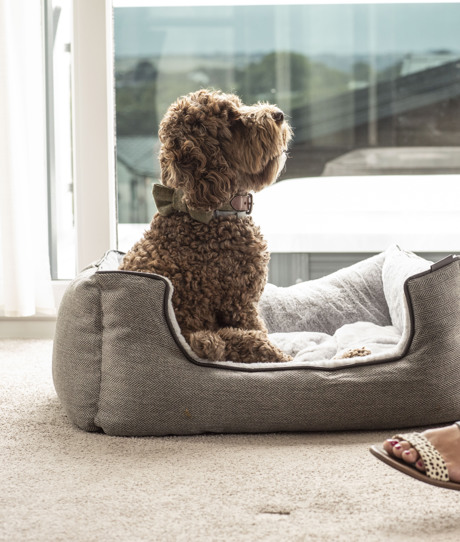 A small brown cockapoo sat in a dog bed in a lodge at Tregoad Holiday Park looking up at a woman with blonde hair sat in an armchair