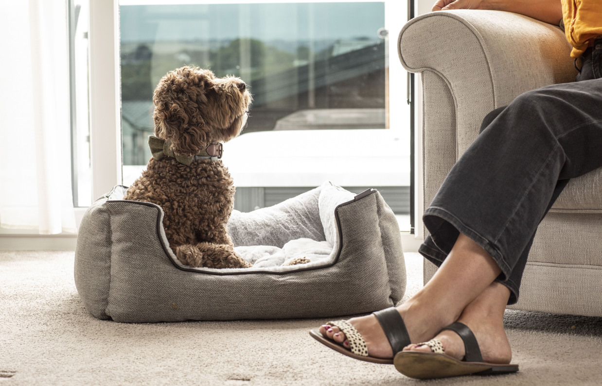 A small brown cockapoo sat in a dog bed in a lodge at Tregoad Holiday Park looking up at a woman with blonde hair sat in an armchair