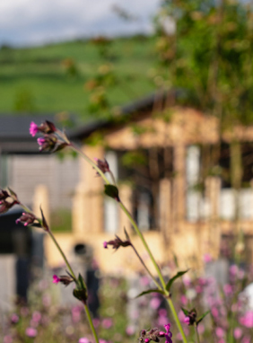 Wildflowers with blurred lodges in background