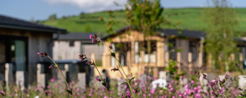 Wildflowers with blurred lodges in background