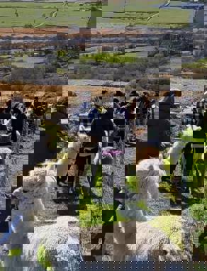 A group of people walking through fields along hills with alpaccas