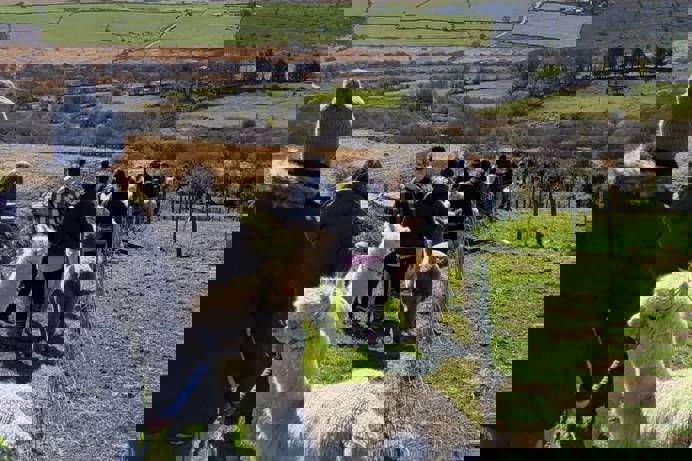 A group of people walking through fields along hills with alpaccas