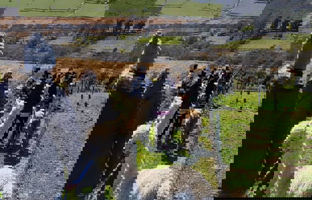 A group of people walking through fields along hills with alpaccas