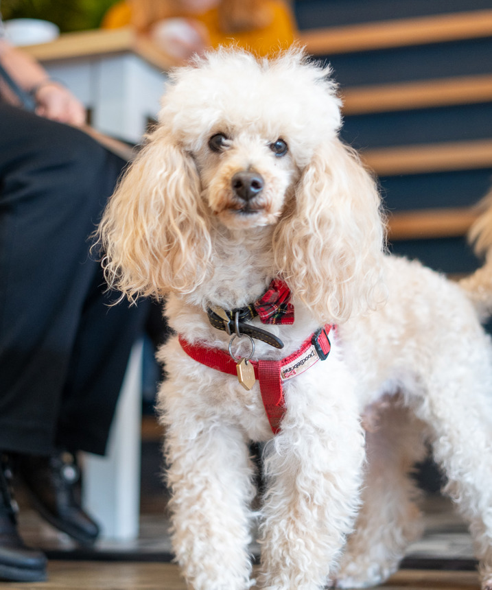 Poodle dog by a table in a restaurant