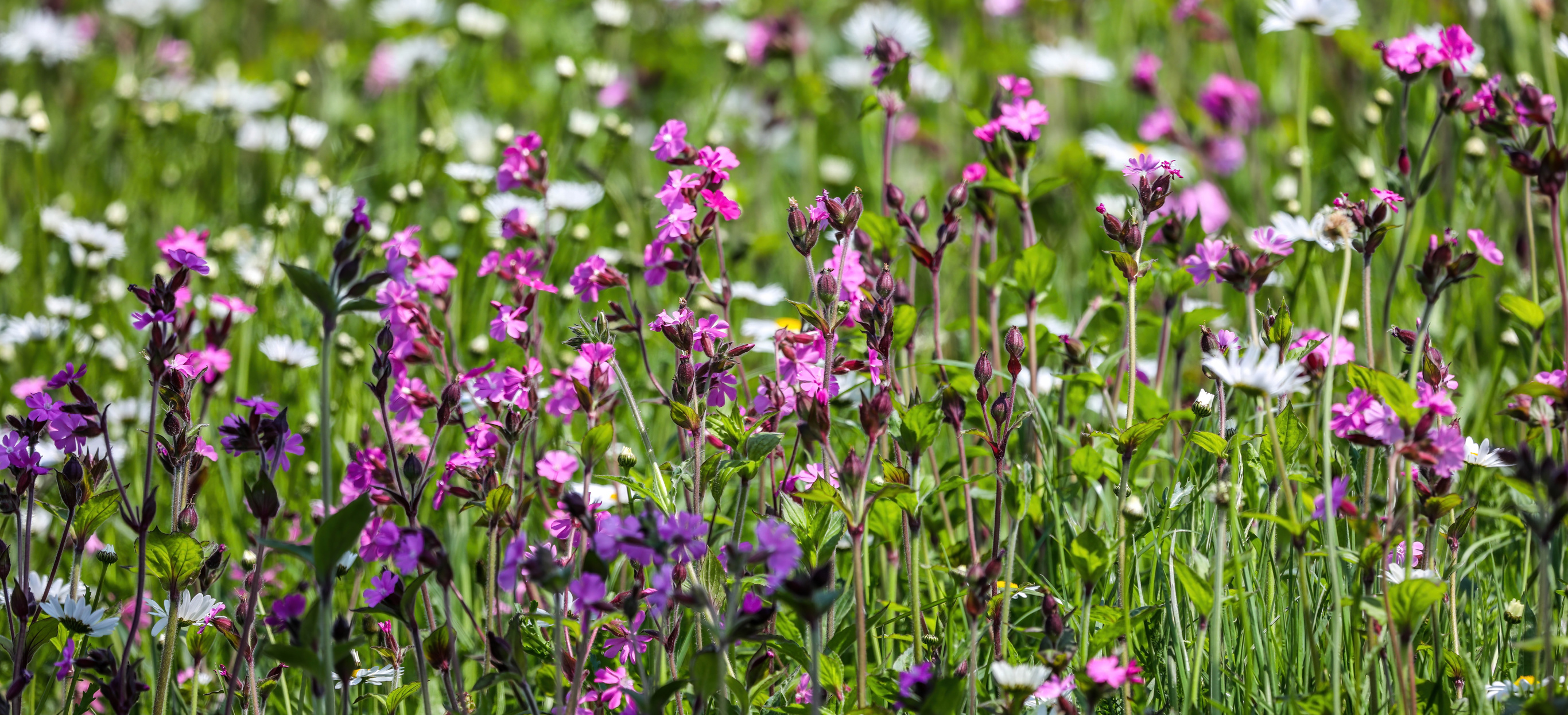 Close-up of white and purple wildflowers