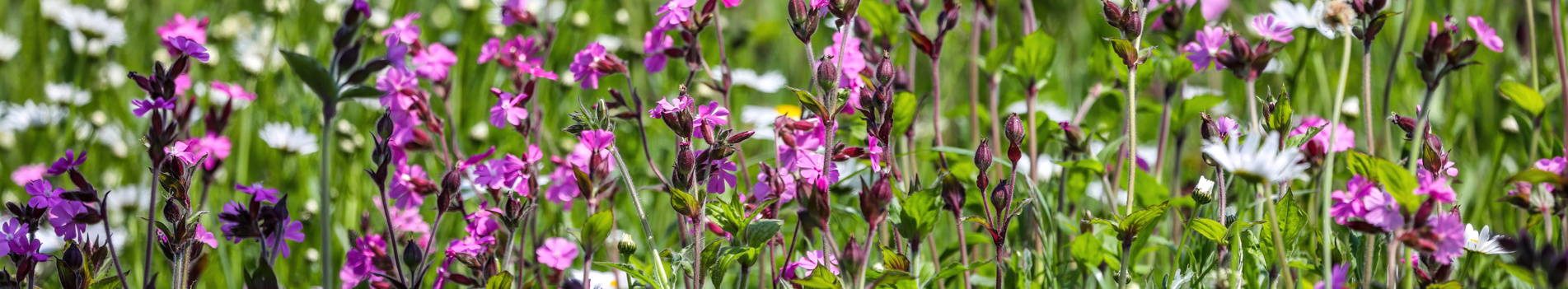 Close-up of white and purple wildflowers