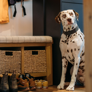 A black and white dalmatian dog looking at the camera sat beside a bench with shoes and jackets in the entranceway of a holiday lodge