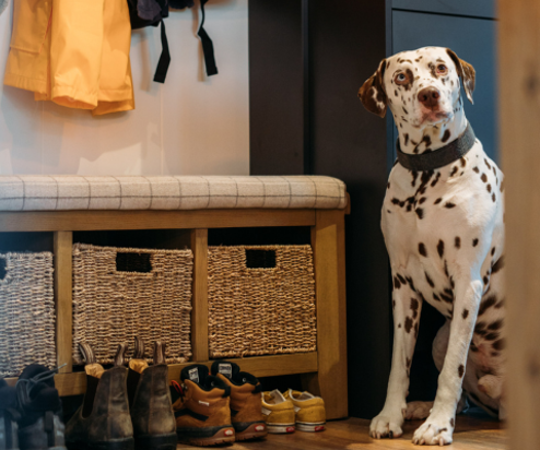 A black and white dalmatian dog looking at the camera sat beside a bench with shoes and jackets in the entranceway of a holiday lodge