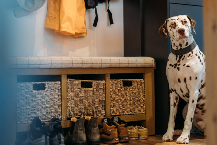 A black and white dalmatian dog looking at the camera sat beside a bench with shoes and jackets in the entranceway of a holiday lodge