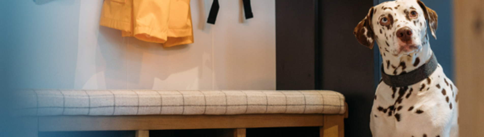 A black and white dalmatian dog looking at the camera sat beside a bench with shoes and jackets in the entranceway of a holiday lodge