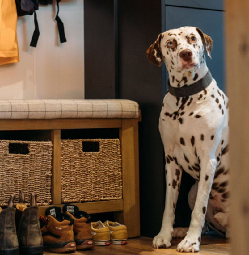 A black and white dalmatian dog looking at the camera sat beside a bench with shoes and jackets in the entranceway of a holiday lodge