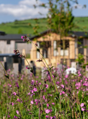 Wildflowers with blurred lodges in background