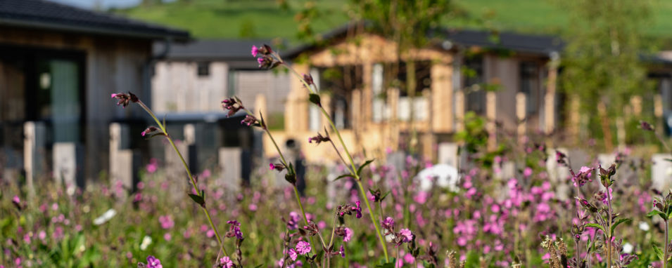 Wildflowers with blurred lodges in background