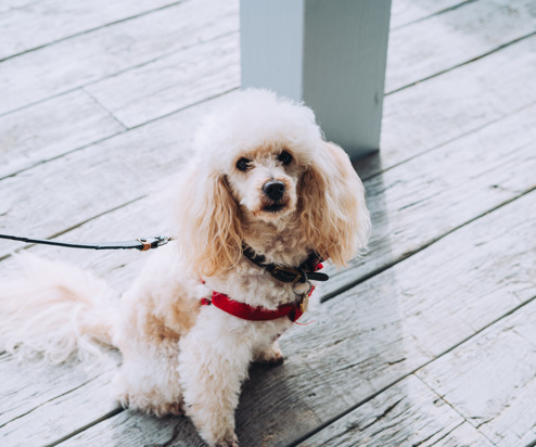 A small white fluffy dog sat outside 