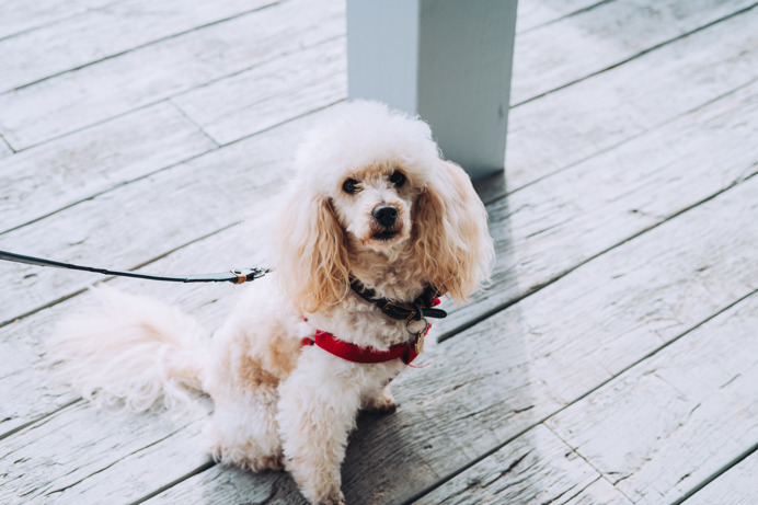 A small white fluffy dog sat outside 