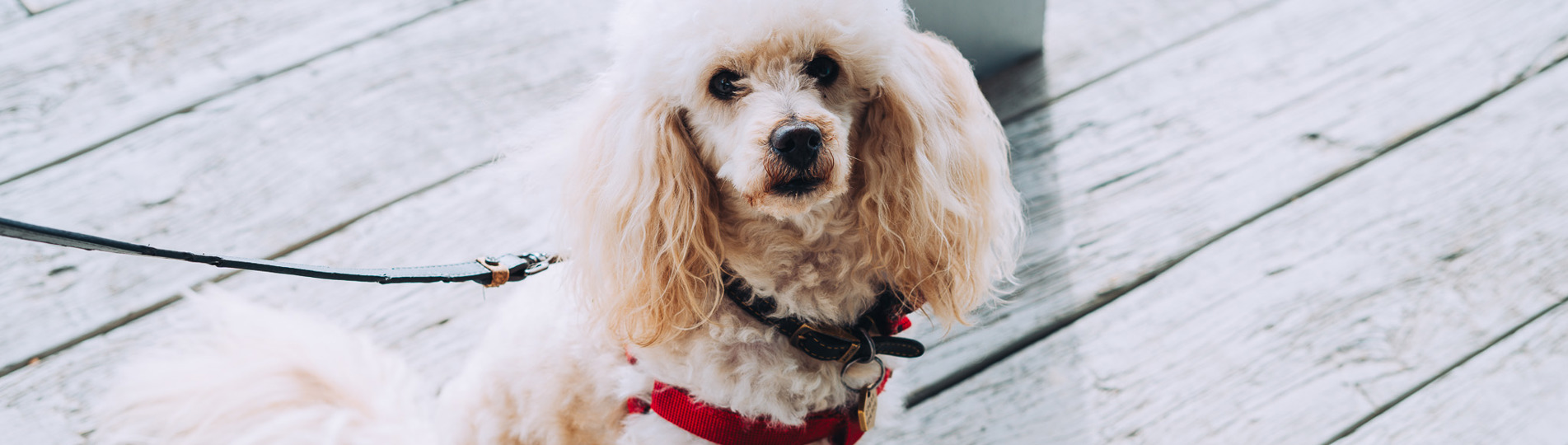 A small white fluffy dog sat outside 