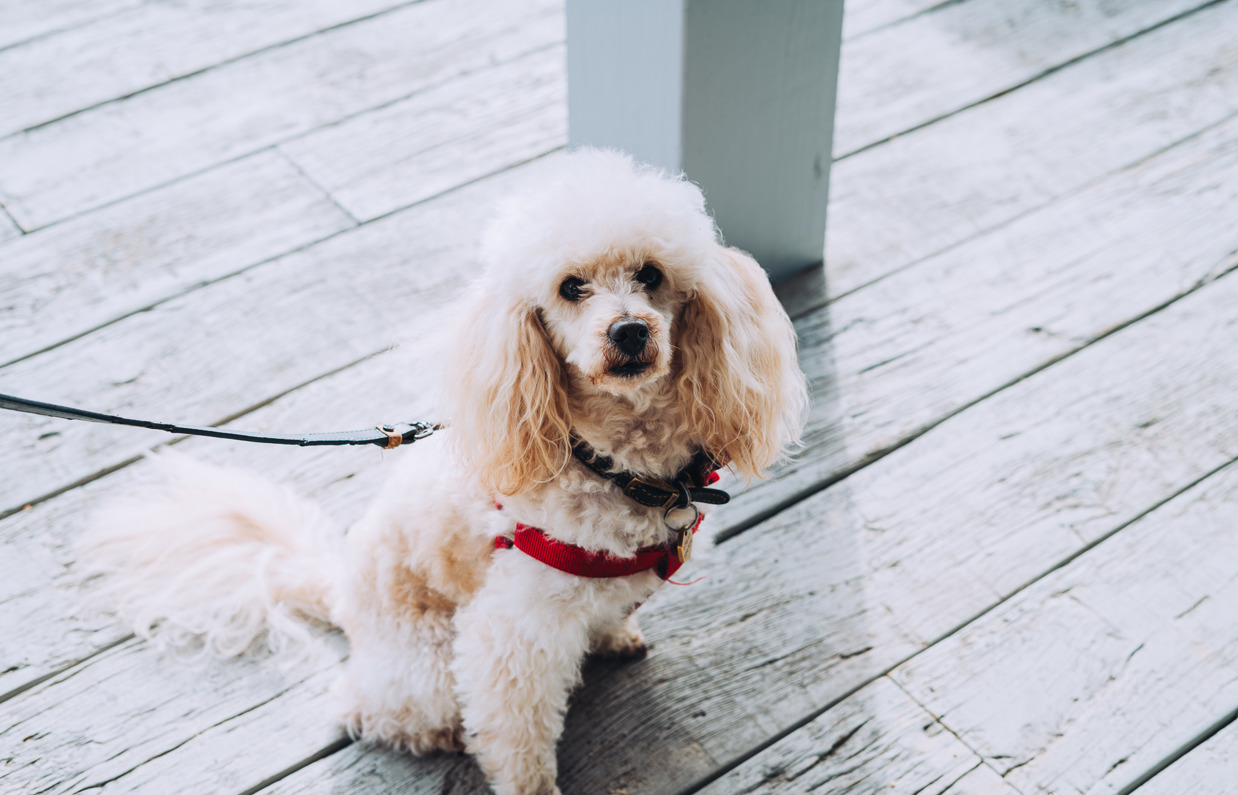 A small white fluffy dog sat outside 
