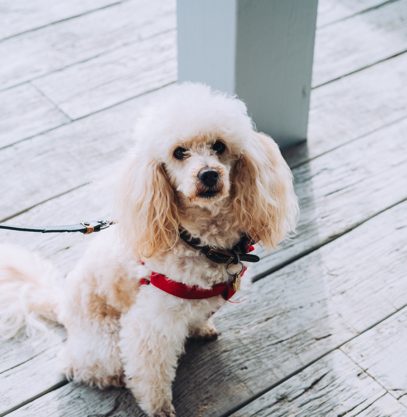 A small white fluffy dog sat outside 