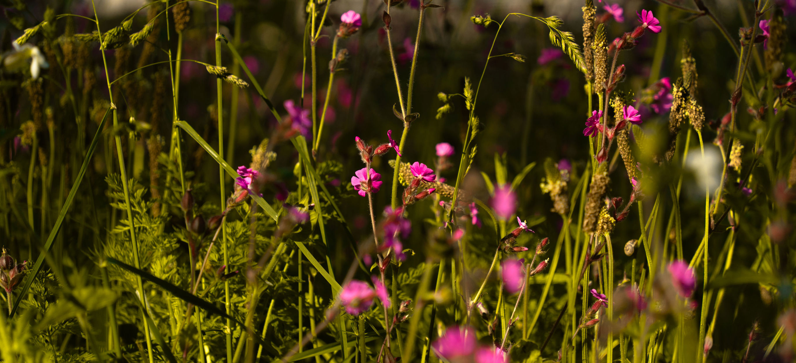 Wildflowers in sunshine