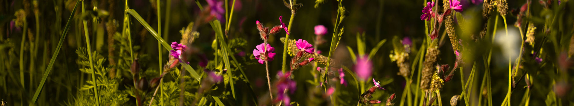 Wildflowers in sunshine